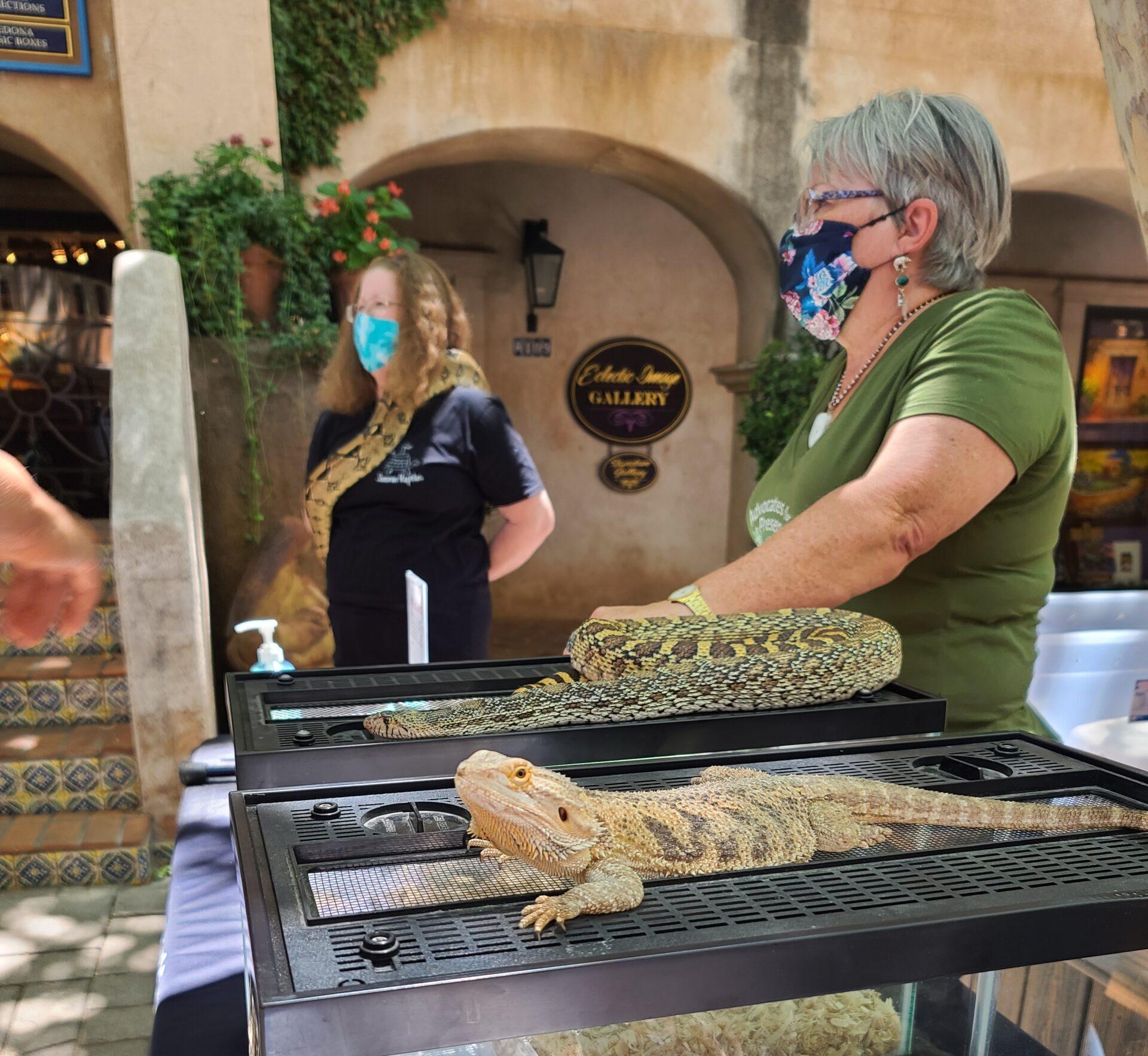 Read more about the article Reptile Tuesdays & Tlaquepaque