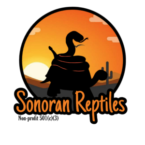 Sonoran reptiles rescue