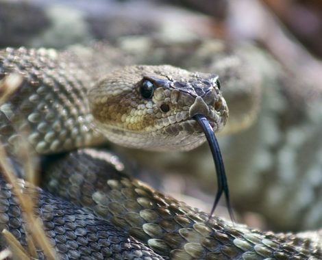 Verde Valley Snake Removal