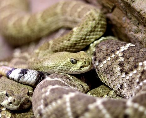 Verde Valley reptile rescue Arizona